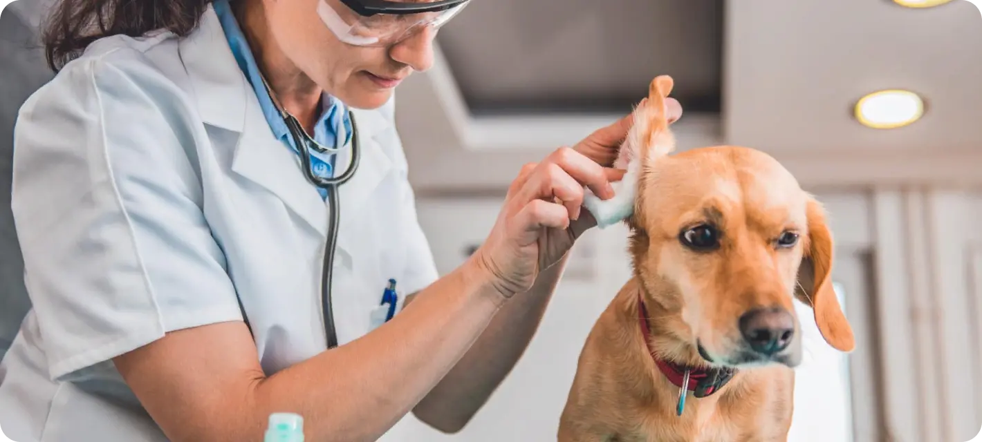 Информация о клинике Dr. Dolittle