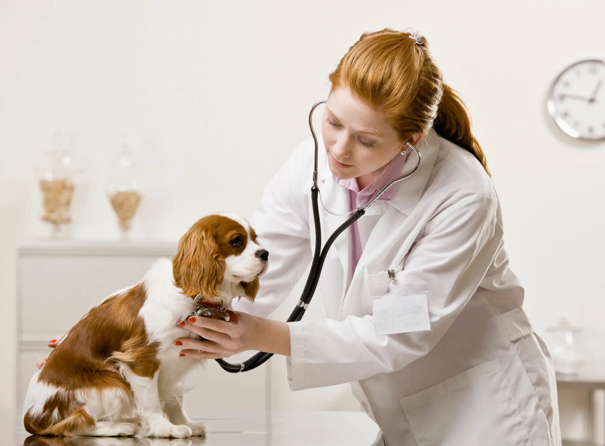 Информация о клинике Dr. Dolittle