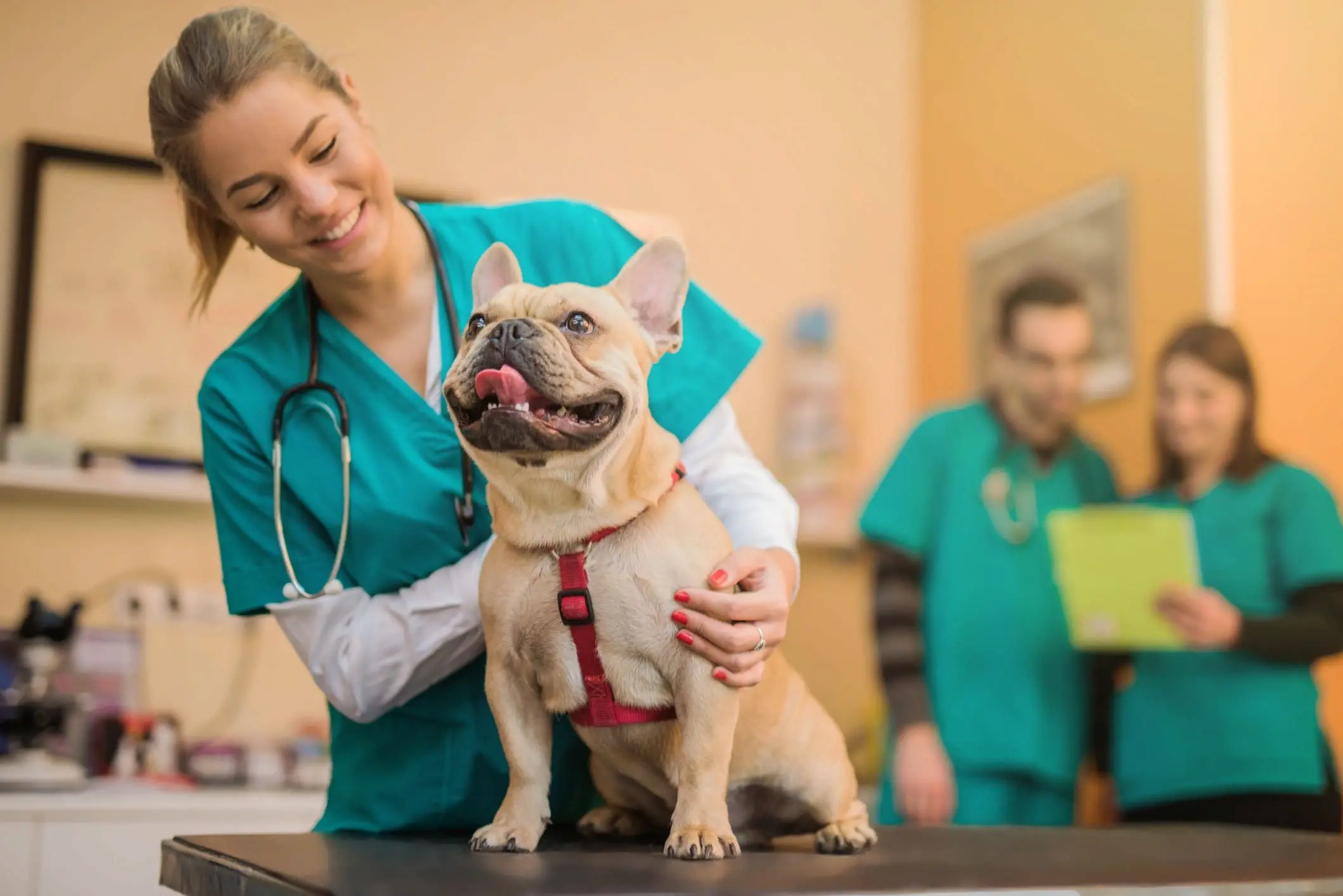 Услуги ветеринарной клиники Dr. Dolittle