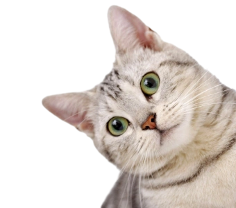 Кардиология