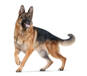 Мягкотканная хирургия